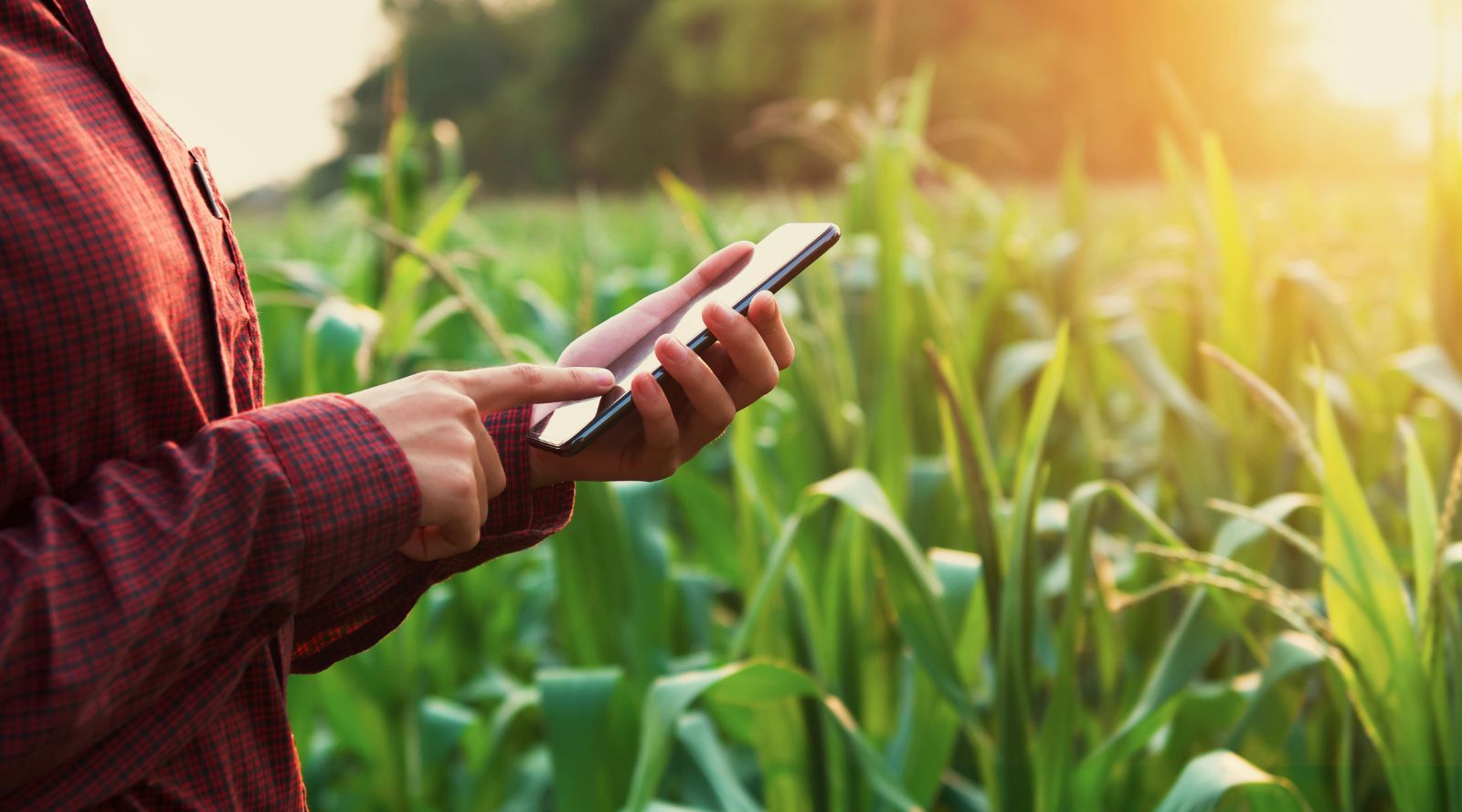 farmer on phone in corn field