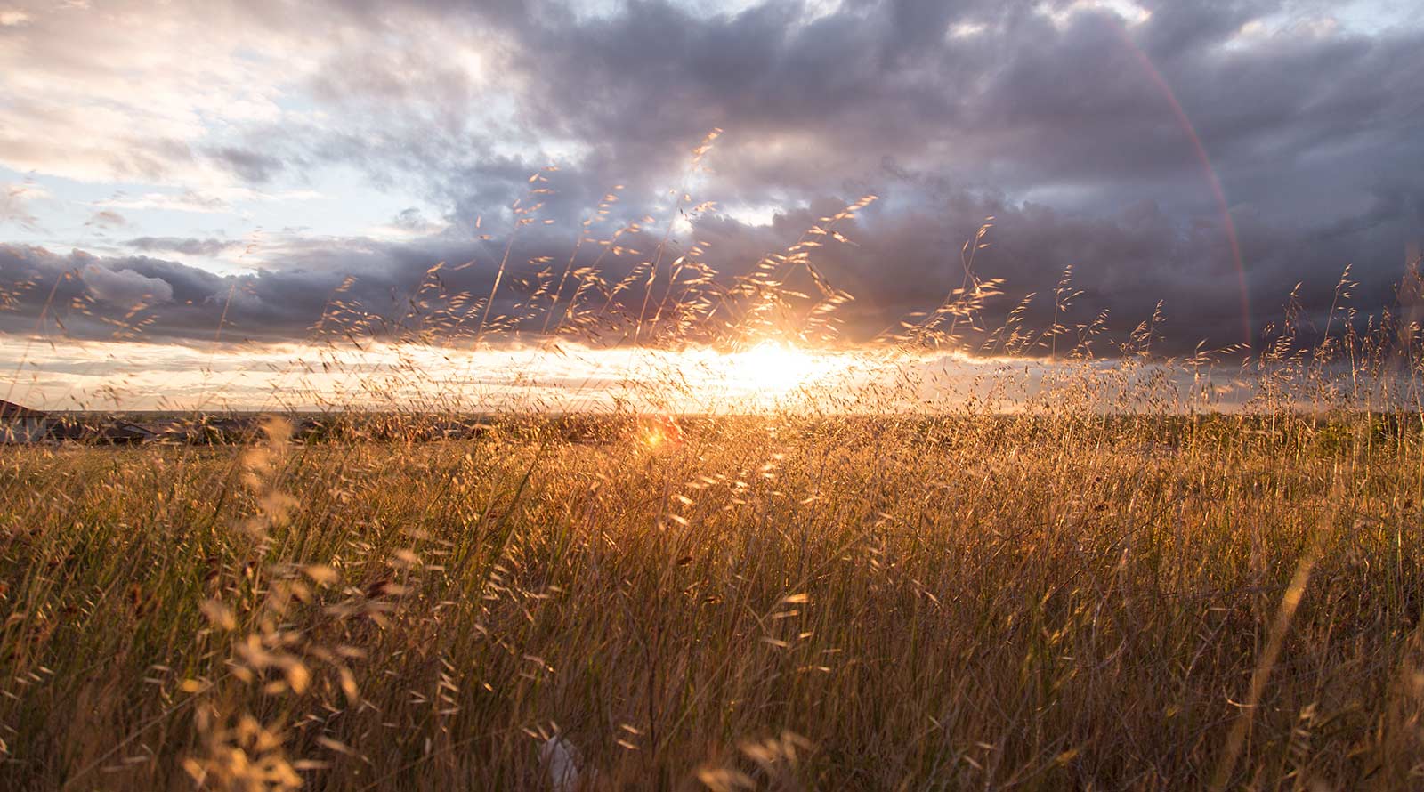 Field in Kansas