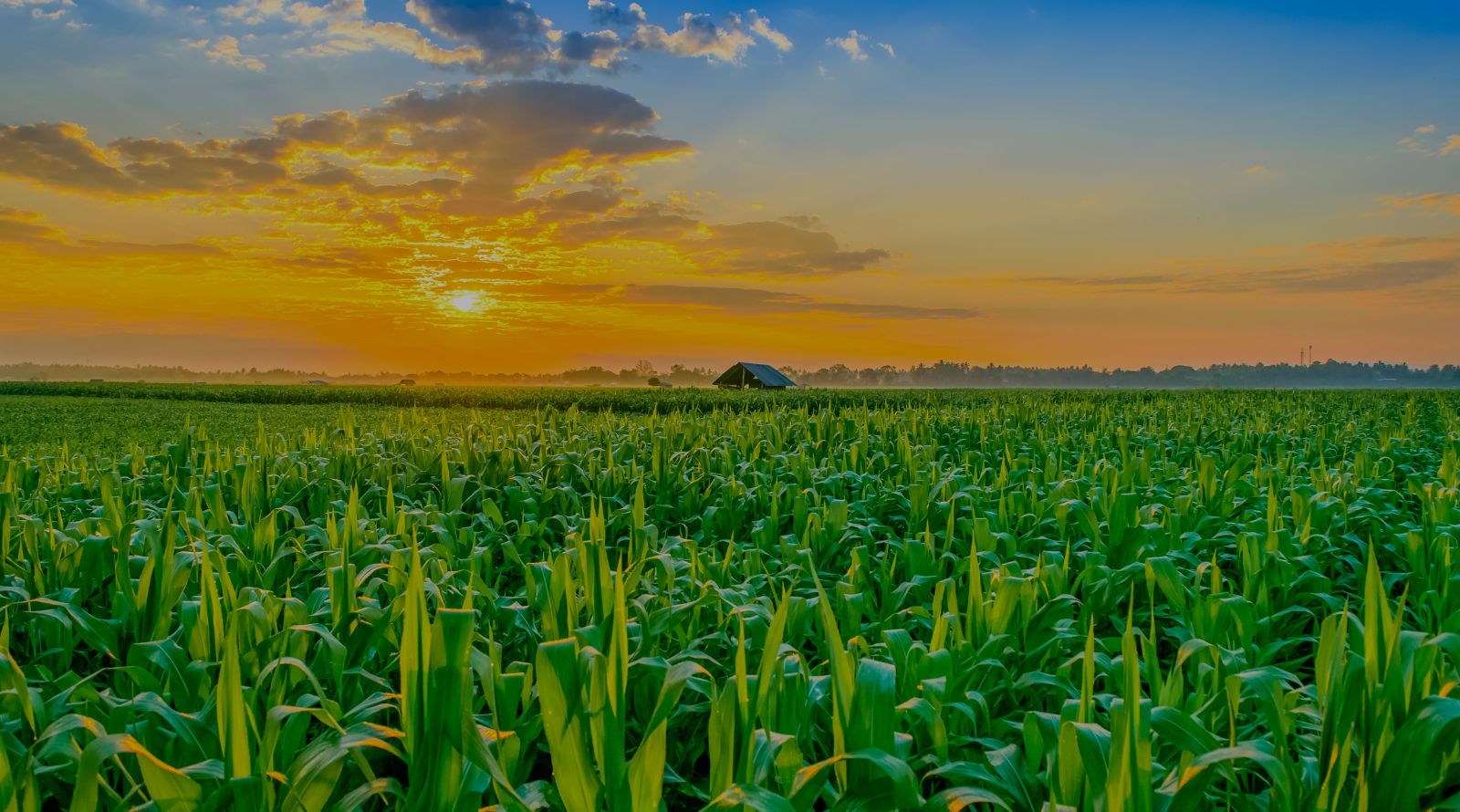 sunrise over a cornfield