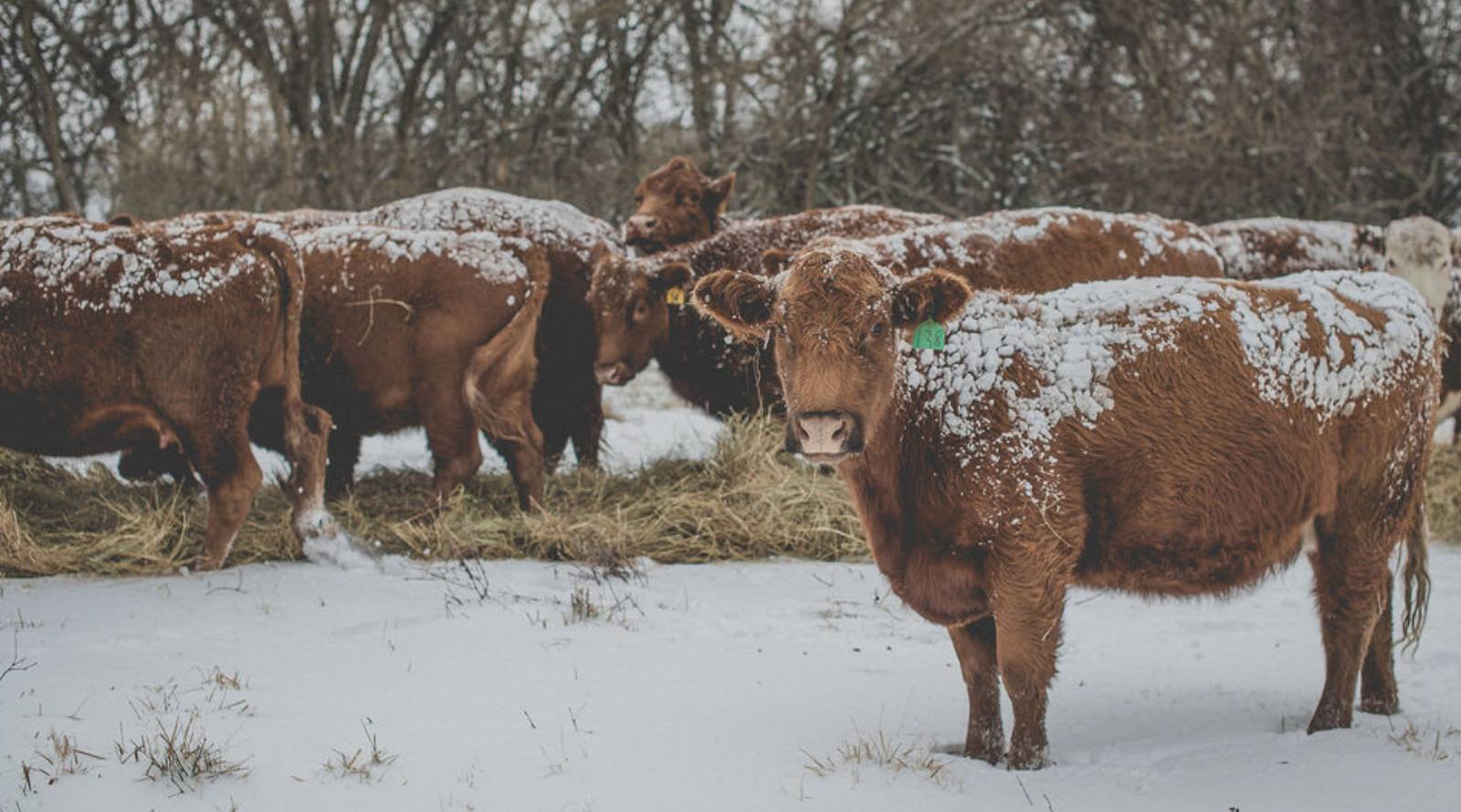 cattle covered in snow