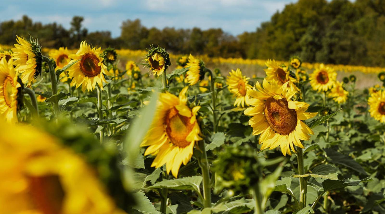 field of sunflowers