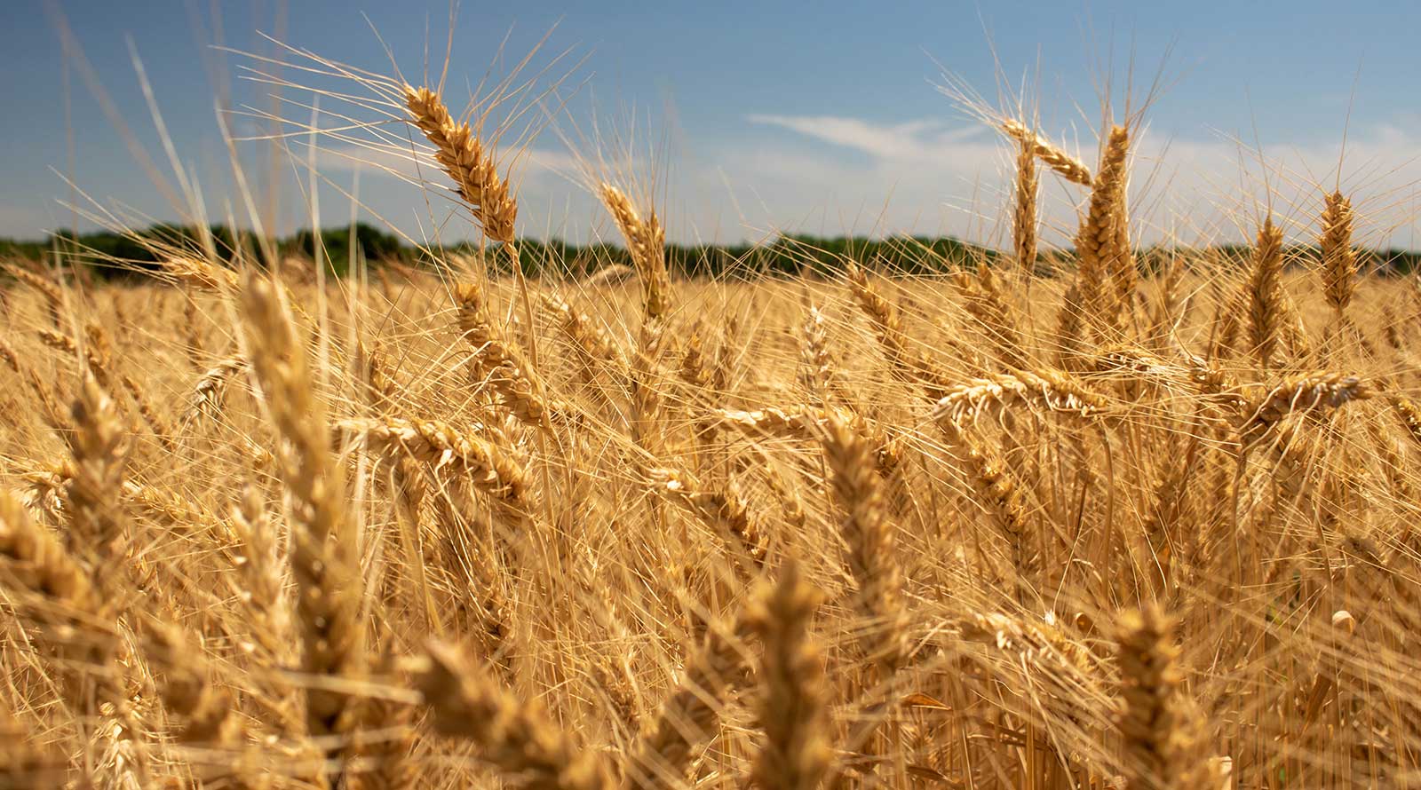 Wheat field in Kansas